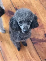 Twinkle AKC , a female Poodle - Miniature  for sale in Agawam, MA – 2 of 10