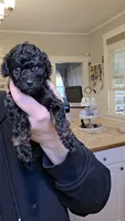 Jolly AKC , a male Poodle - Miniature  for sale in Agawam, MA – 5 of 10