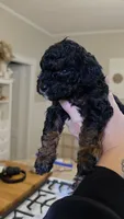 Sparkle AKC, a female Poodle - Miniature  for sale in Agawam, MA – 9 of 10