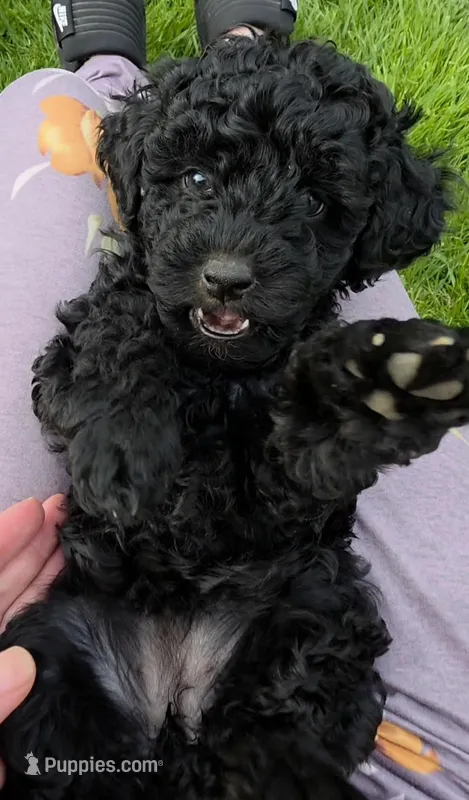 Bella – Poodle - Toy  puppy for sale in Agawam, MA