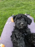 Bella, a female Poodle - Toy  for sale in Agawam, MA – Photo 10 of 10