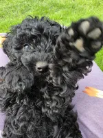 Bella, a female Poodle - Toy  for sale in Agawam, MA – Photo 9 of 10