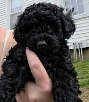 Bella, a female Poodle - Toy  for sale in Agawam, MA – Photo 3 of 10