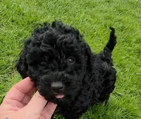 Bella, a female Poodle - Toy  for sale in Agawam, MA – Photo 2 of 10