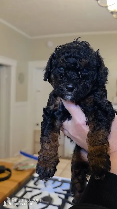 Sparkle AKC – Poodle - Miniature  puppy for sale in Agawam, MA