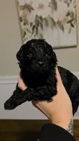 Twinkle AKC , a female Poodle - Miniature  for sale in Agawam, MA – 10 of 10