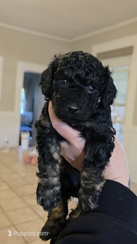 Jingle AKC  – Poodle - Miniature  puppy for sale in Agawam, MA