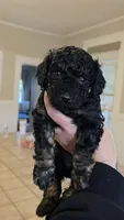 Jingle AKC , a male Poodle - Miniature  for sale in Agawam, MA – 1 of 10