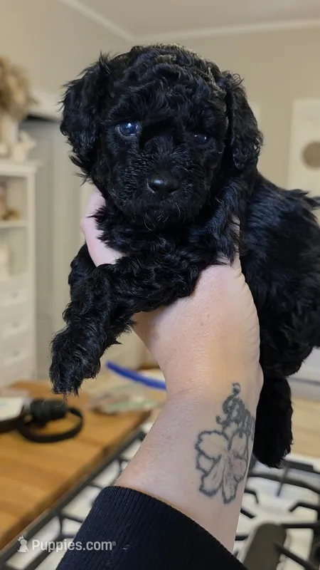 Twinkle AKC  – Poodle - Miniature  puppy for sale in Agawam, MA