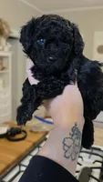 Twinkle AKC , a female Poodle - Miniature  for sale in Agawam, MA – 1 of 10