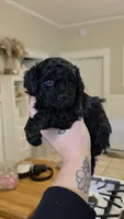 Twinkle AKC , a female Poodle - Miniature  for sale in Agawam, MA – 6 of 10