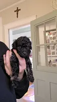 Jolly AKC , a male Poodle - Miniature  for sale in Agawam, MA – 1 of 10