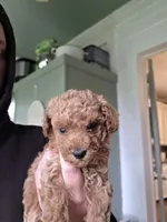 Rosie , a female Poodle - Toy  for sale in Agawam, MA – 5 of 6