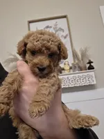 Rosie , a female Poodle - Toy  for sale in Agawam, MA – 3 of 6