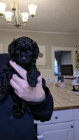 Twinkle AKC , a female Poodle - Miniature  for sale in Agawam, MA – 3 of 10