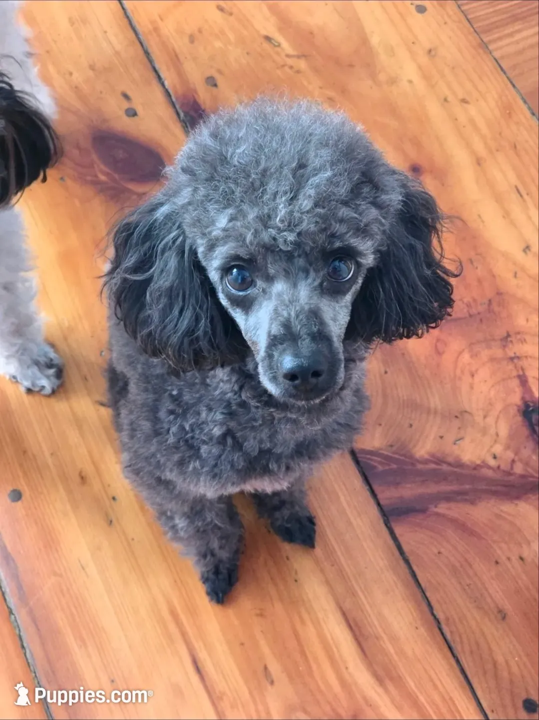 Sparkle AKC, a female Poodle - Miniature  for sale in Agawam, MA – 7 of 10