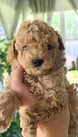 Poppy, a female Poodle - Toy  for sale in Agawam, MA – 2 of 6