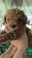 Teddy, a male Poodle - Toy  for sale in Agawam, MA – 2 of 6