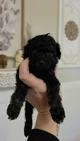Jolly AKC , a male Poodle - Miniature  for sale in Agawam, MA – 9 of 10