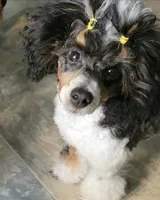 Twinkle AKC , a female Poodle - Miniature  for sale in Agawam, MA – 4 of 10