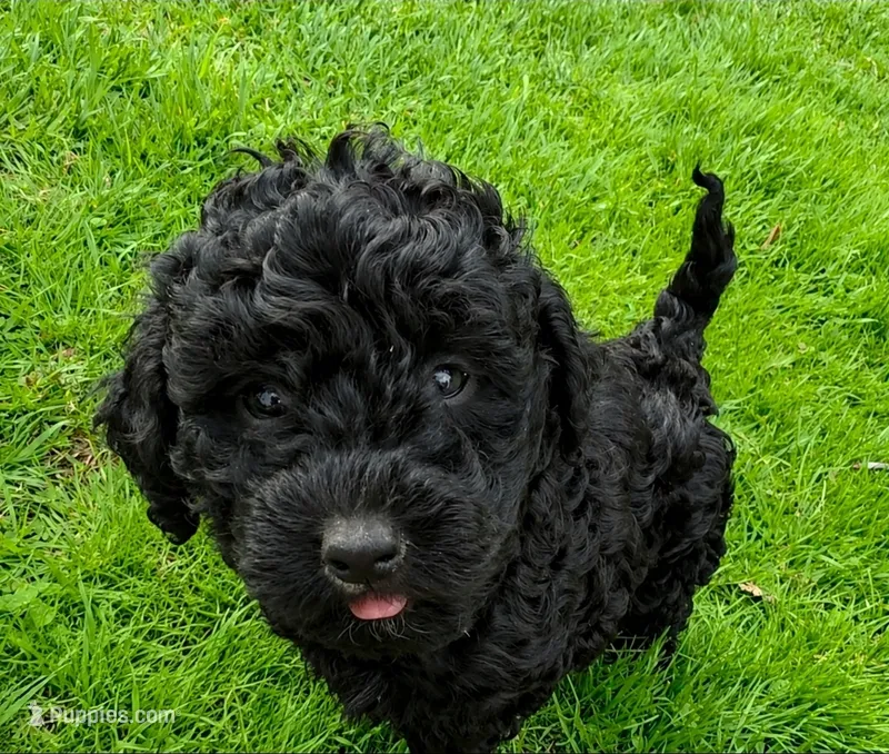 AKC Bella – Poodle - Toy  puppy for sale in Agawam, MA