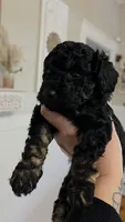 Jingle AKC , a male Poodle - Miniature  for sale in Agawam, MA – 4 of 10