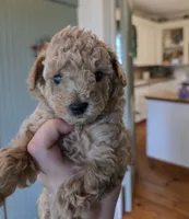 Poppy, a female Poodle - Toy  for sale in Agawam, MA – 4 of 6