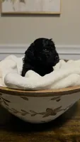 Twinkle AKC , a female Poodle - Miniature  for sale in Agawam, MA – 9 of 10