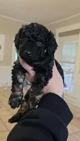 Jingle AKC , a male Poodle - Miniature  for sale in Agawam, MA – 2 of 10