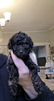 Jolly AKC , a male Poodle - Miniature  for sale in Agawam, MA – 7 of 10