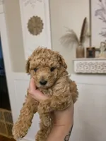 Poppy, a female Poodle - Toy  for sale in Agawam, MA – 6 of 6