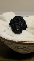 Jolly AKC , a male Poodle - Miniature  for sale in Agawam, MA – 2 of 10