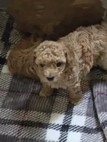 Poppy, a female Poodle - Toy  for sale in Agawam, MA – 3 of 6