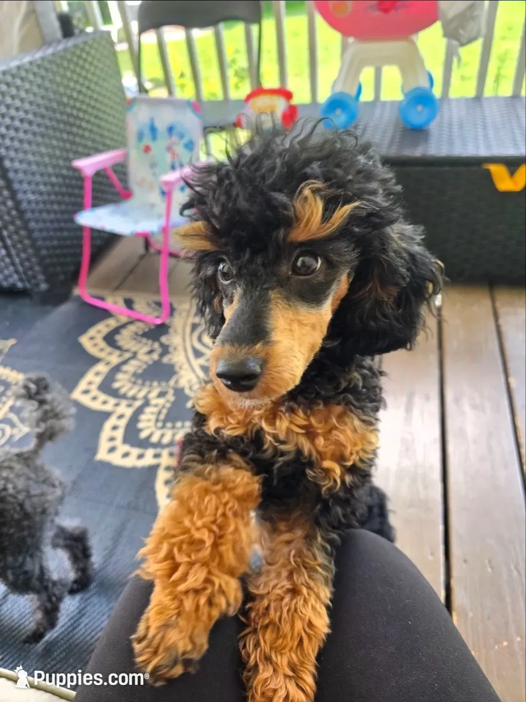 Jingle AKC , a male Poodle - Miniature  for sale in Agawam, MA – 7 of 10