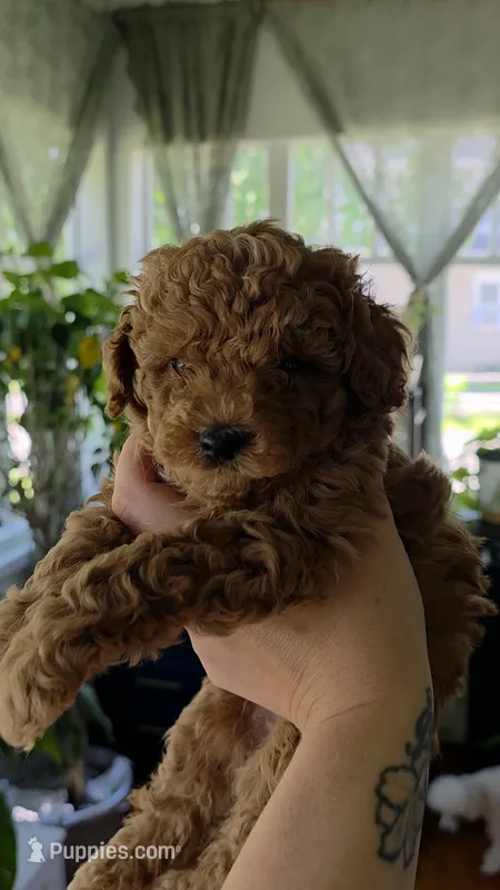 Teddy – Poodle - Toy  puppy for sale in Agawam, MA