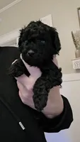 Twinkle AKC , a female Poodle - Miniature  for sale in Agawam, MA – 7 of 10