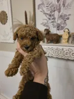 Rosie , a female Poodle - Toy  for sale in Agawam, MA – 6 of 6