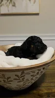 Sparkle AKC, a female Poodle - Miniature  for sale in Agawam, MA – 2 of 10