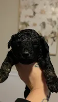 Jingle AKC , a male Poodle - Miniature  for sale in Agawam, MA – 6 of 10