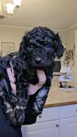 Jingle AKC , a male Poodle - Miniature  for sale in Agawam, MA – 3 of 10