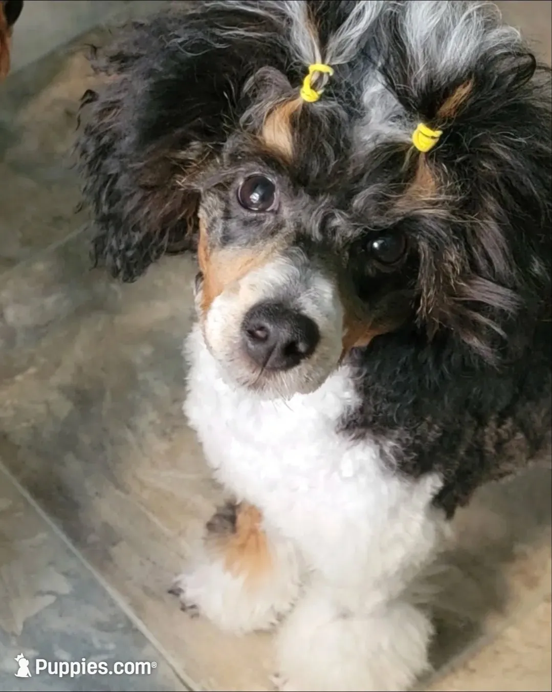 Sparkle AKC, a female Poodle - Miniature  for sale in Agawam, MA – 4 of 10