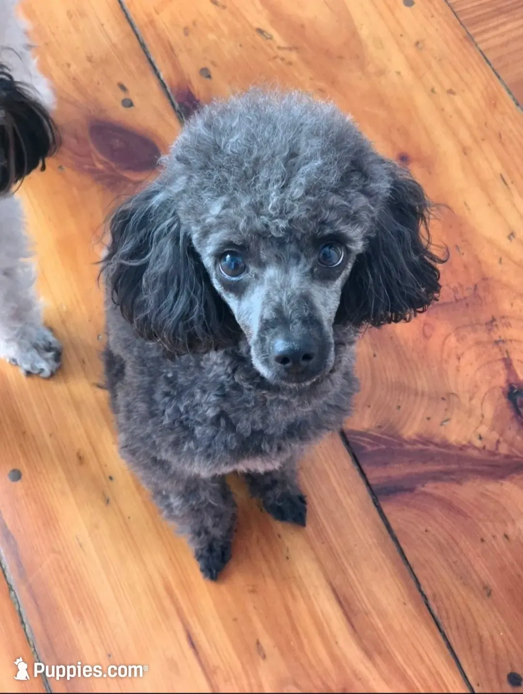 Jingle AKC , a male Poodle - Miniature  for sale in Agawam, MA – 9 of 10