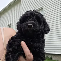 Bella, a female Poodle - Toy  for sale in Agawam, MA – Photo 8 of 10