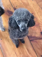 Bella, a female Poodle - Toy  for sale in Agawam, MA – Photo 7 of 10