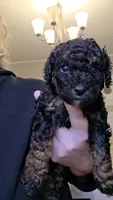 Sparkle AKC, a female Poodle - Miniature  for sale in Agawam, MA – 3 of 10