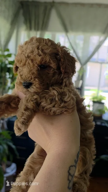 Rosie  – Poodle - Toy  puppy for sale in Agawam, MA