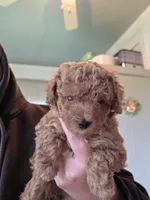 Teddy, a male Poodle - Toy  for sale in Agawam, MA – 6 of 6