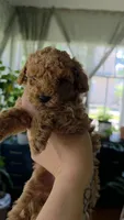 Rosie , a female Poodle - Toy  for sale in Agawam, MA – 2 of 6