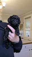Twinkle AKC , a female Poodle - Miniature  for sale in Agawam, MA – 5 of 10