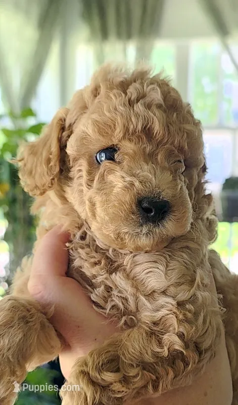 Poppy – Poodle - Toy  puppy for sale in Agawam, MA
